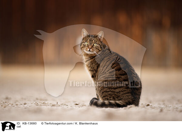 cat / KB-13680