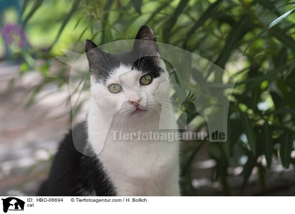 cat / HBO-06694