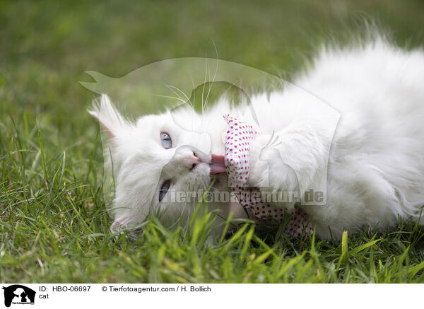 cat / HBO-06697