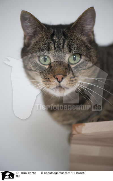 Hauskatze / cat / HBO-06751