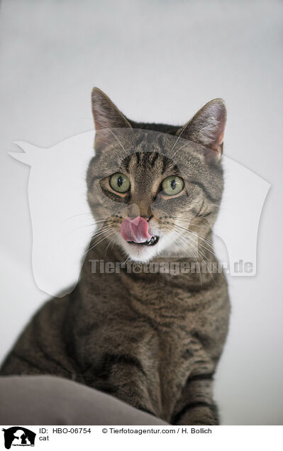 cat / HBO-06754