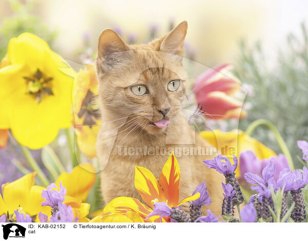 Katze / cat / KAB-02152