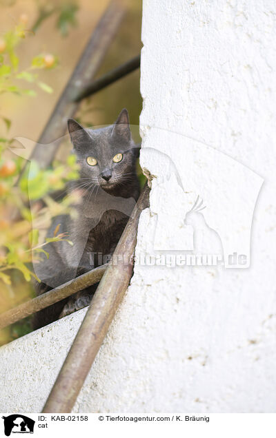 cat / KAB-02158
