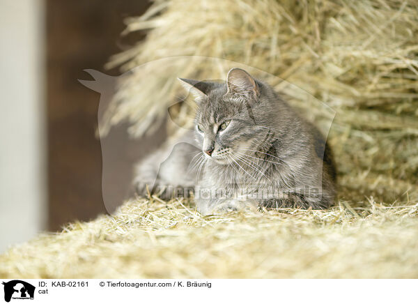 cat / KAB-02161