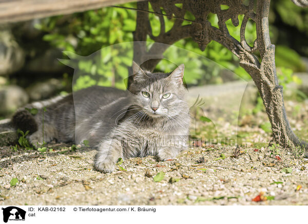 cat / KAB-02162