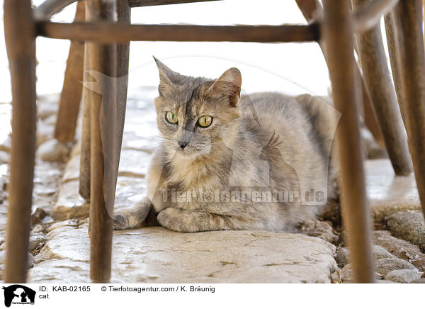 cat / KAB-02165