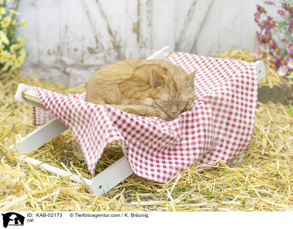 Katze / cat / KAB-02173