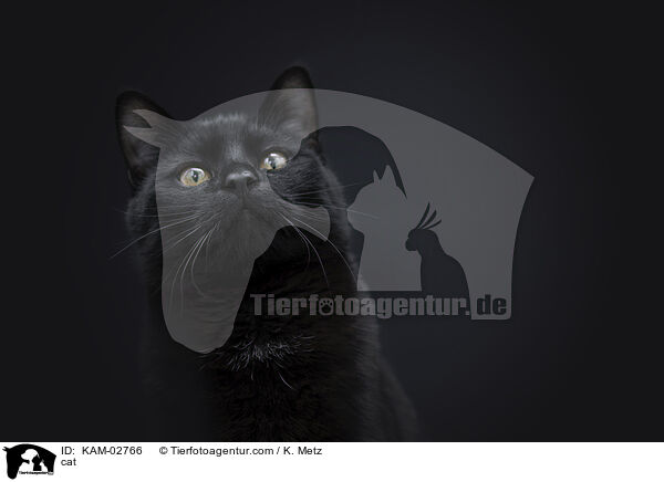 Katze / cat / KAM-02766