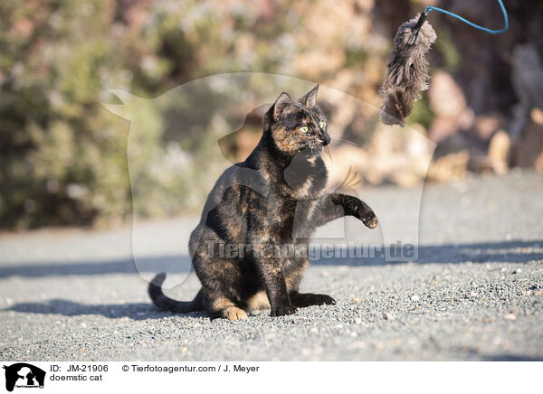 Hauskatze / doemstic cat / JM-21906