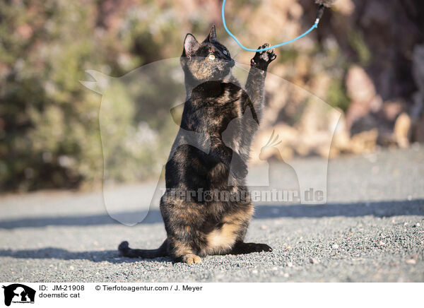 Hauskatze / doemstic cat / JM-21908