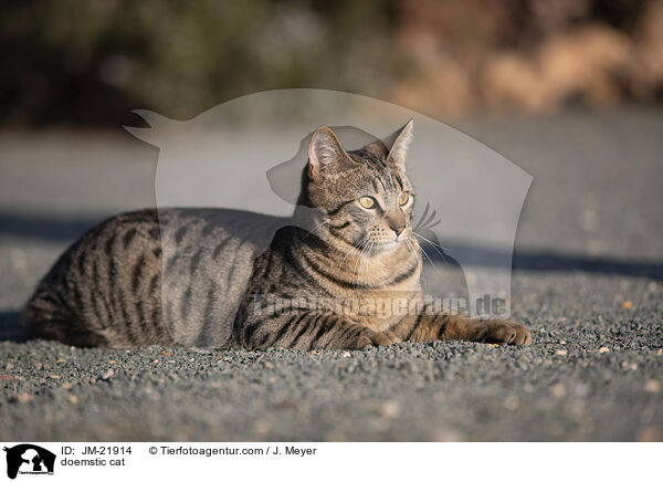 Hauskatze / doemstic cat / JM-21914