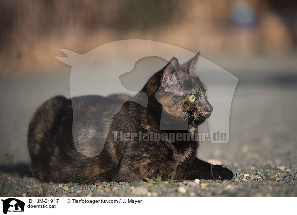 Hauskatze / doemstic cat / JM-21917