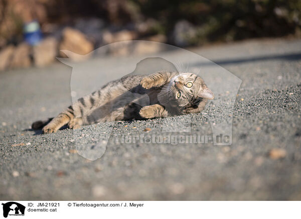Hauskatze / doemstic cat / JM-21921