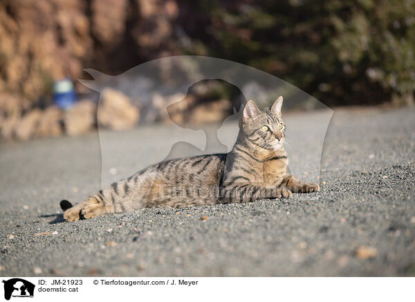 Hauskatze / doemstic cat / JM-21923