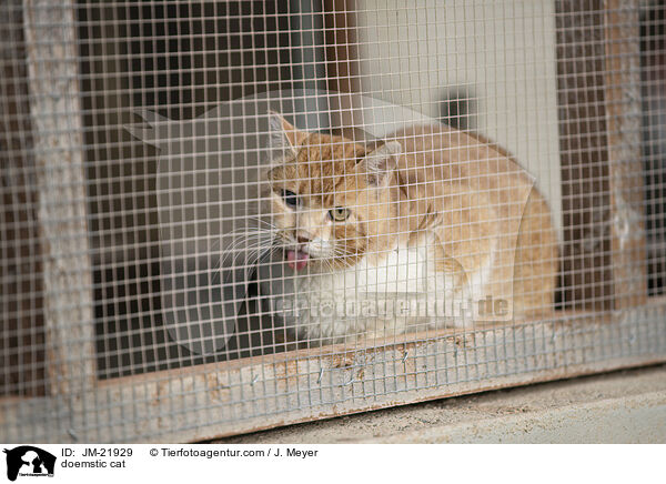 Hauskatze / doemstic cat / JM-21929