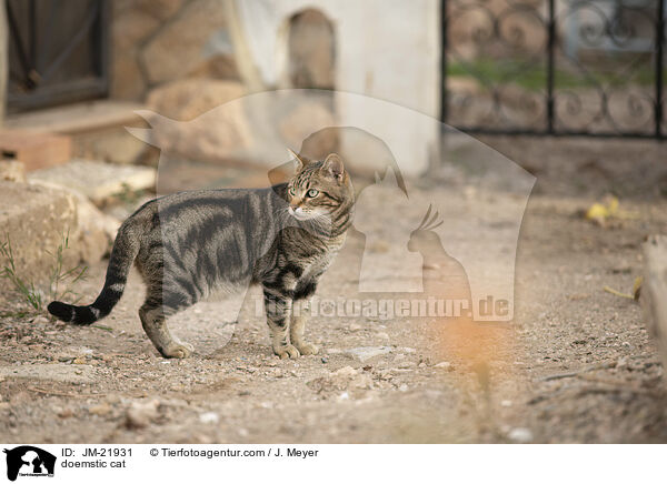 Hauskatze / doemstic cat / JM-21931