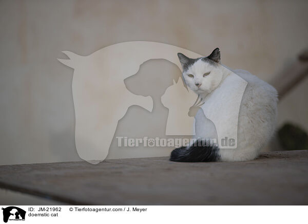Hauskatze / doemstic cat / JM-21962