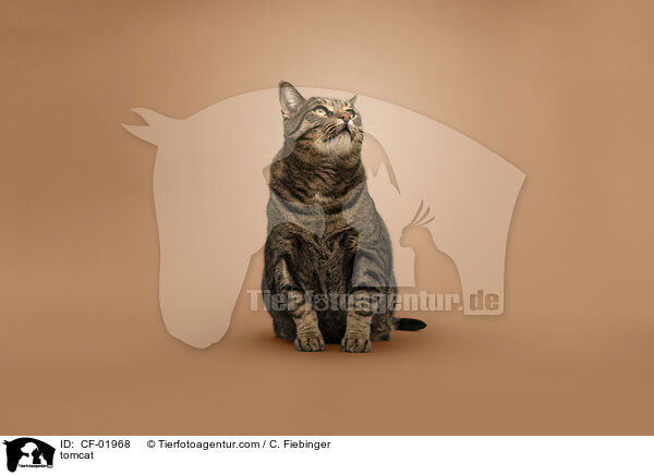 Kater / tomcat / CF-01968