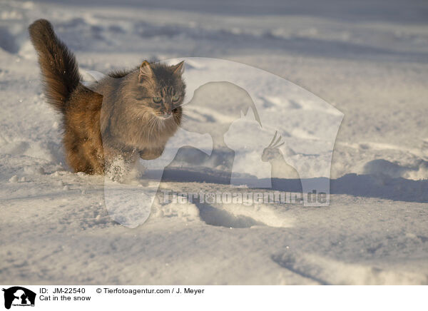 Katze im Schnee / Cat in the snow / JM-22540