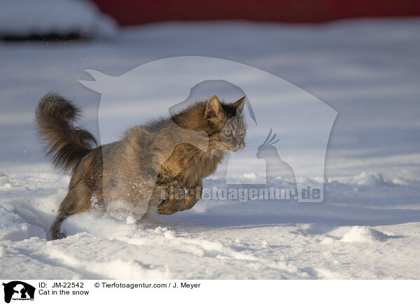 Katze im Schnee / Cat in the snow / JM-22542