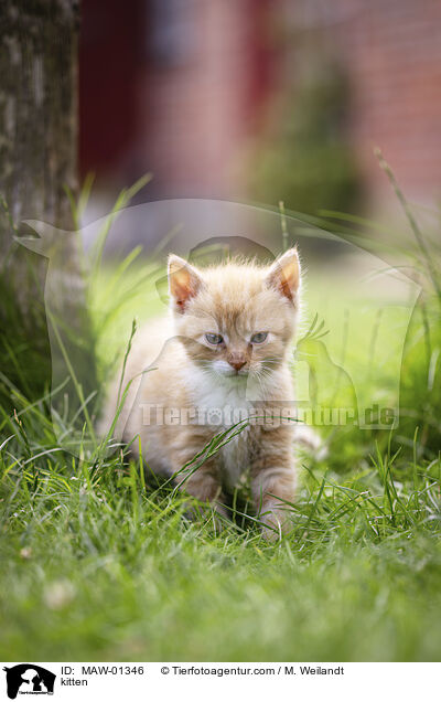 kitten / MAW-01346