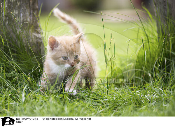 kitten / MAW-01348