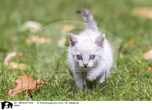 Ktzchen / kitten / MAW-01349