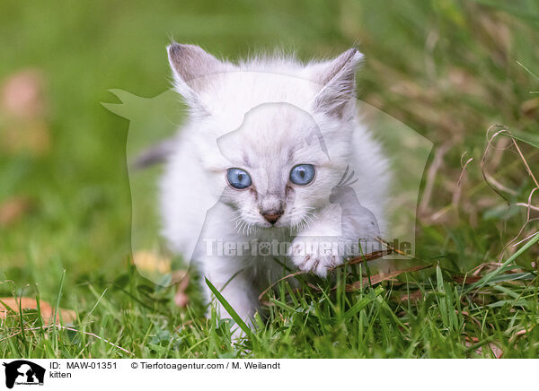 kitten / MAW-01351
