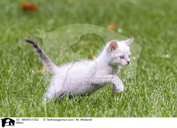 kitten / MAW-01352