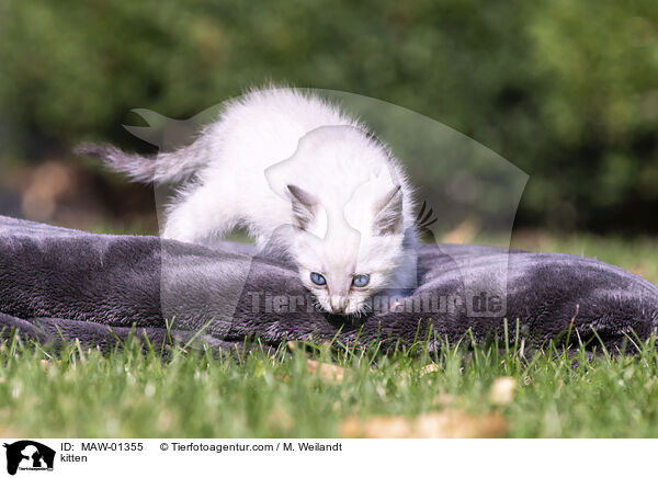 kitten / MAW-01355