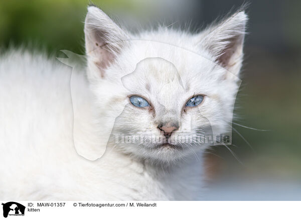 kitten / MAW-01357