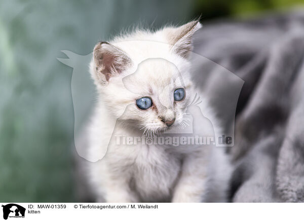 kitten / MAW-01359