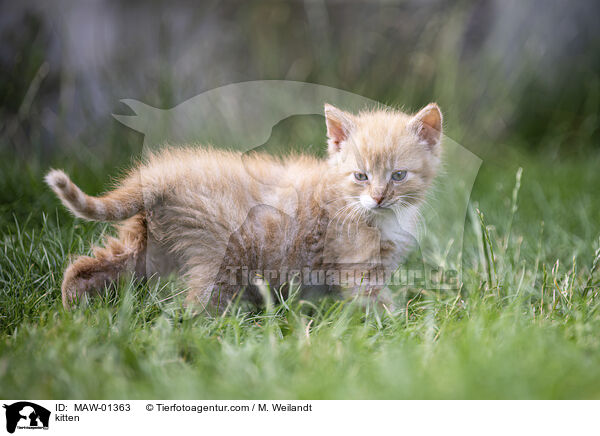 kitten / MAW-01363