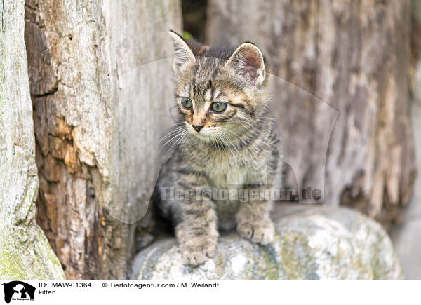 kitten / MAW-01364
