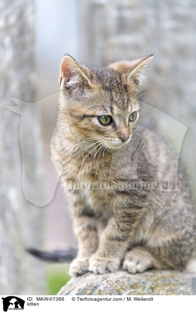 kitten / MAW-01366