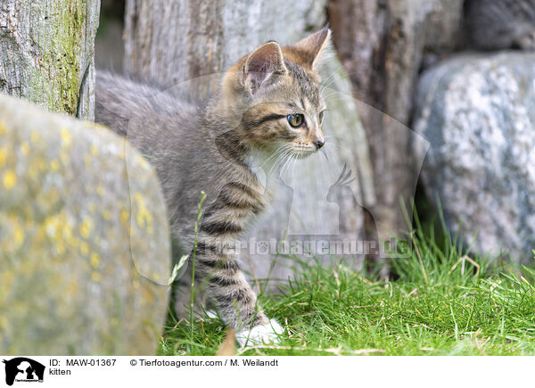 kitten / MAW-01367