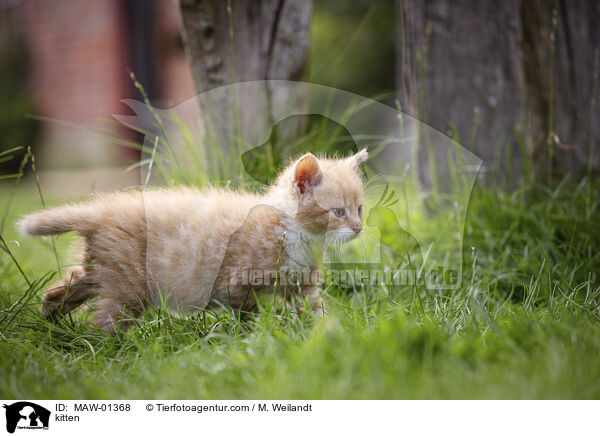 kitten / MAW-01368