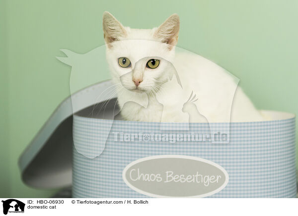 Hauskatze / domestic cat / HBO-06930