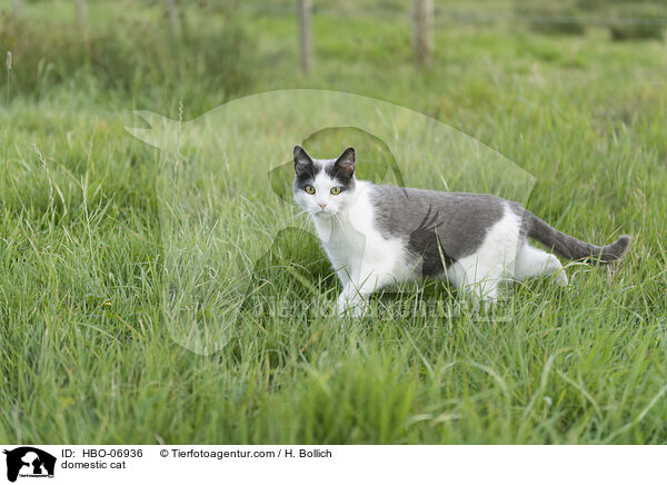 Hauskatze / domestic cat / HBO-06936
