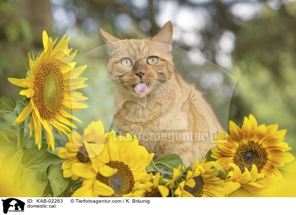 domestic cat / KAB-02263