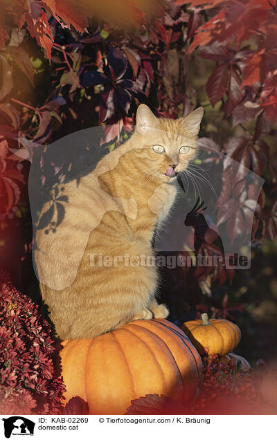 Hauskatze / domestic cat / KAB-02269