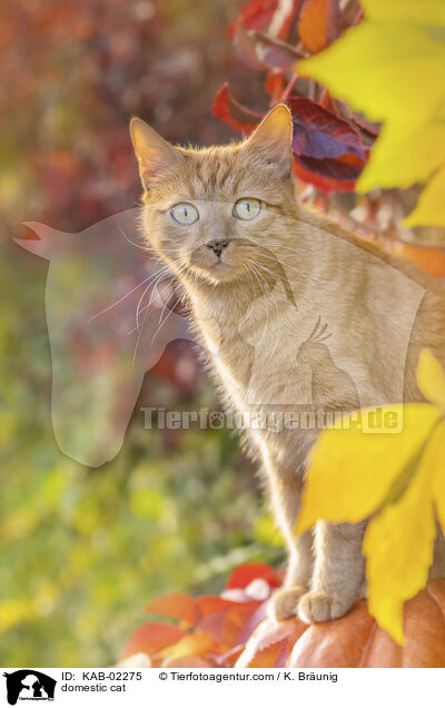 domestic cat / KAB-02275