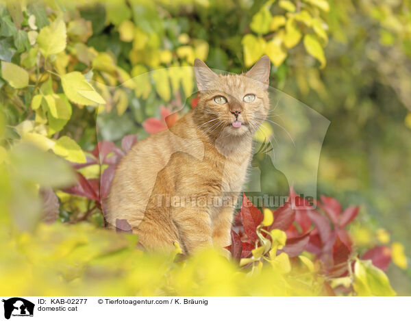 domestic cat / KAB-02277