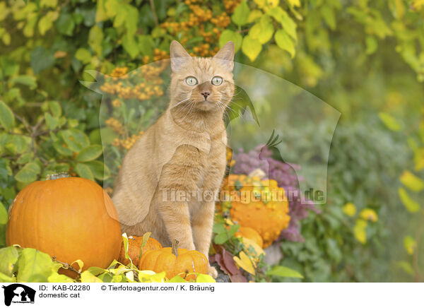 Hauskatze / domestic cat / KAB-02280