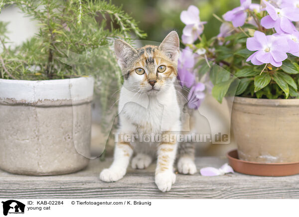 young cat / KAB-02284