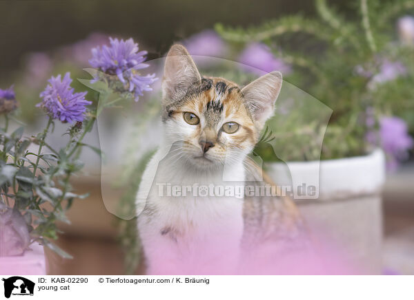 young cat / KAB-02290