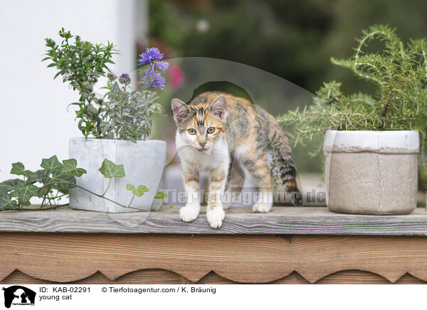 young cat / KAB-02291
