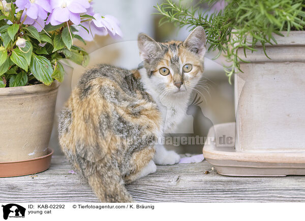 junge Hauskatze / young cat / KAB-02292
