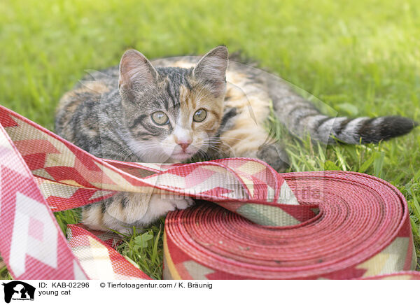 young cat / KAB-02296