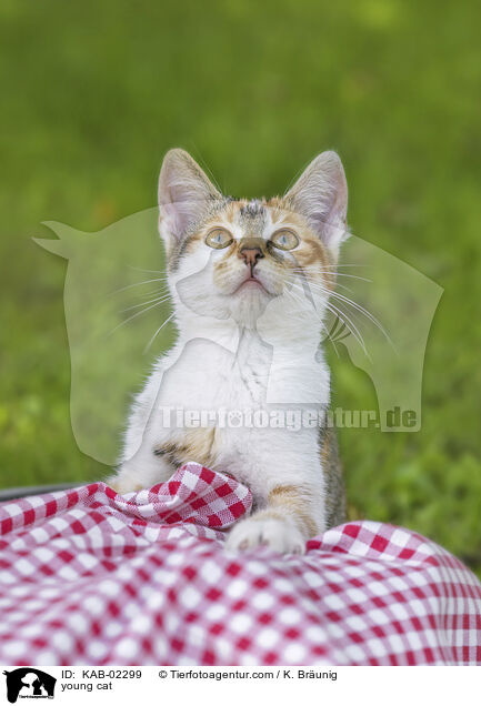 junge Hauskatze / young cat / KAB-02299